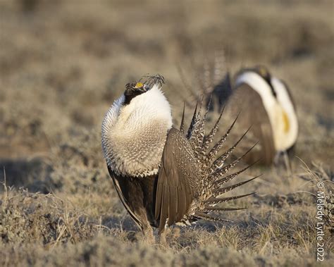 Greater Sage Grouse Male Centrocercus Urophasianus Natro Flickr