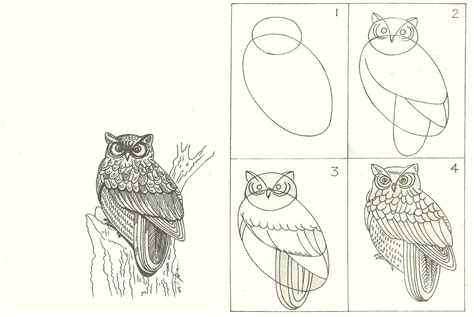 Studentsdrawing Animal Step By Step Easy Outline Drawing Bird Aanthai