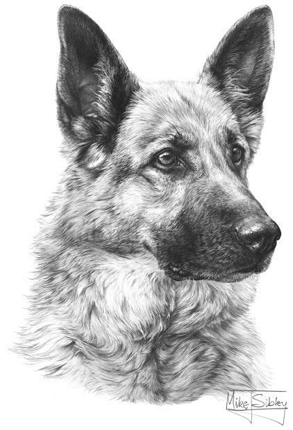 Realistic German Shepherd Puppy Drawing