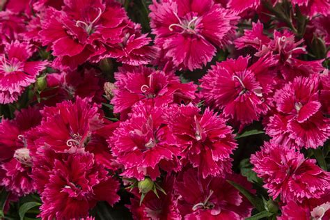 Dianthus Constant Promise® Green Fuse Botanicals Inc