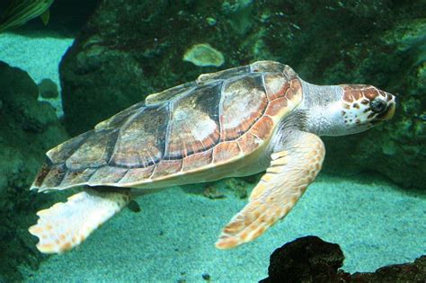 Loggerhead Sea Turtle L Marine Reptile Our Breathing Planet