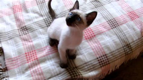 Cute Siamese Kitten Youtube