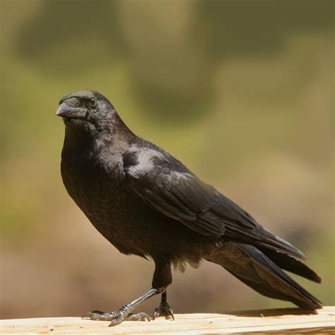 Compare Crow And Raven Pajarito Environmental Education Center
