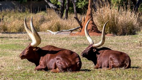 This is a beautiful animal and found in western and central asia. best images and photos ideas about ankole watusi - horned ...