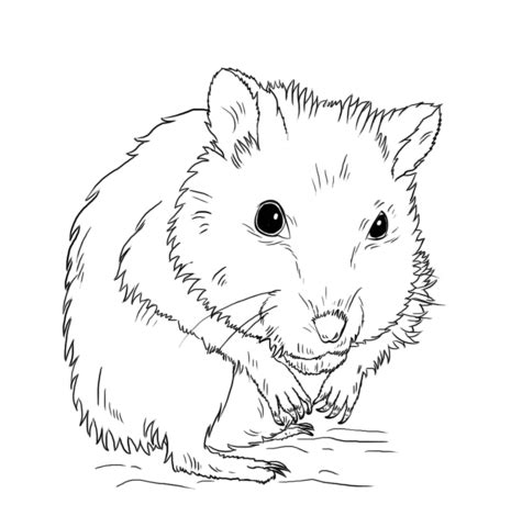Hamster Para Colorir E Imprimir Procurando Desenhos Para Imprimir E Colorir