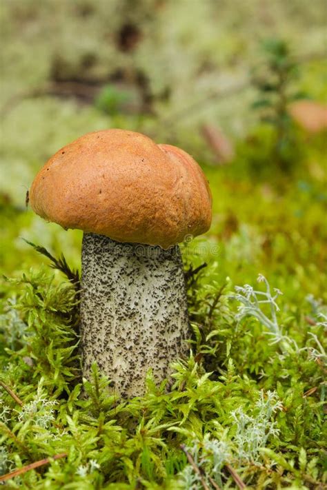 Edible Mushroom Leccinum Aurantiacum With Orange Cap Stock Photo