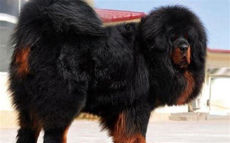 Tibetan Mastiff Dog Breed Information And Photos