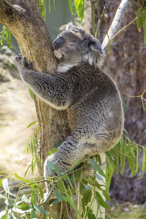 Sleeping Koala Hugging A Tree — Stock Photo © Apolobay 26370901