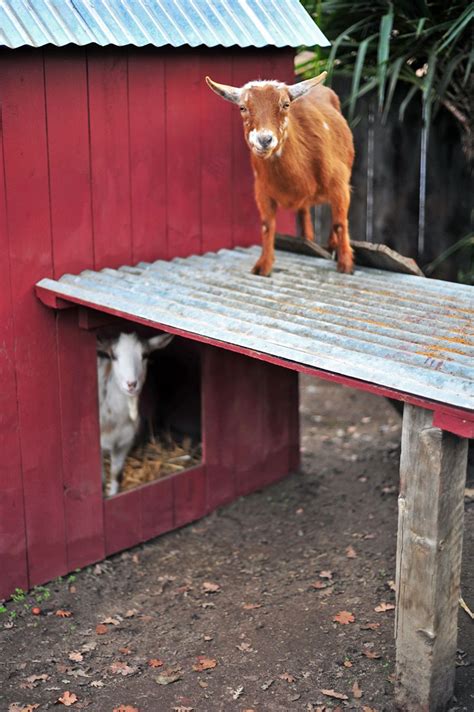 Backyard Urban Homestead Nigerian Dwarf Dairy Goat Pen And Barn Goat