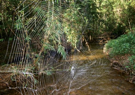 Dangerous Spiders In Africa Darwins Bark Spider Caerostris Darwini