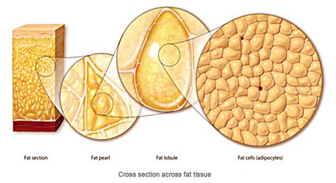 The Real Difference Between Muscle And Fat And Its Importance