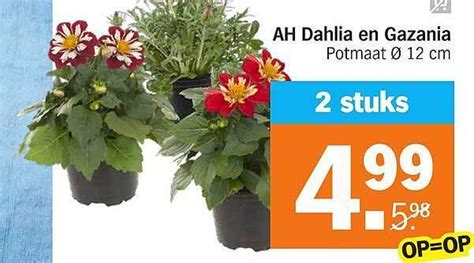 Ah Dahlia En Gazania Aanbieding Bij Albert Heijn