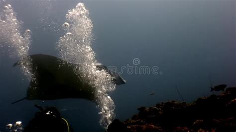 Scuba Diver And Giant Manta Ray Ramp Fish Swimming Deep Underwater