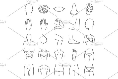 Human Body Parts Linear Icons Set Creative Daddy
