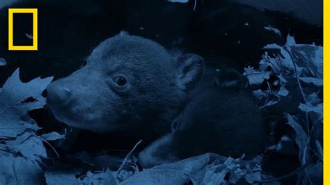 Bear Cubs Emerge From The Den National Geographic Ctm Magazine Ctm