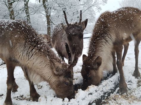 IN PICTURES: Snow covers the West Midlands | Express & Star