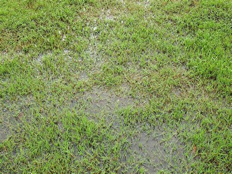 Grassroots get the level of moisture they need quickly. How To Dry Up A Wet Yard Fast 8 Expert Tips | Pepper's Home & Garden