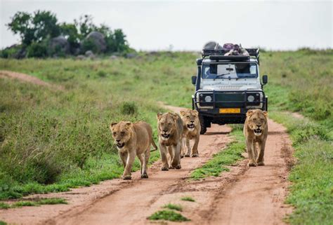 South Africa Safari Best Destinations Rough Guides