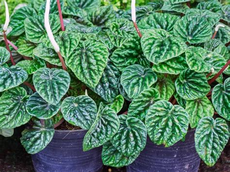 17 Amazing Plants That Dont Need Sun And Thrive In The Dark Plants