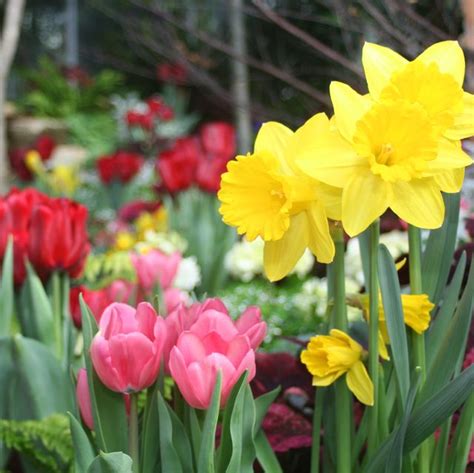 33 Best Bulbs To Plant In Fall For Spring Flowers To Plant In Fall