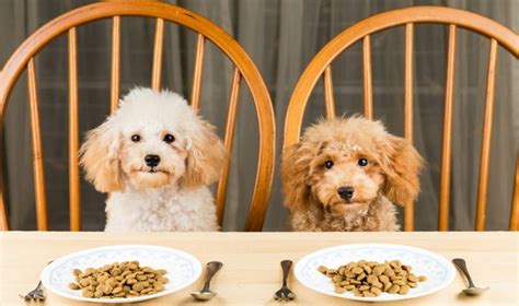 Usually, you cannot do this… but some states offer a restaurant meals you cannot withdraw cash from your food stamps card but you can use smart shopping techniques to get cash back on your purchases! Can you Buy Pet Food with EBT Card for Food Stamps? - Food ...