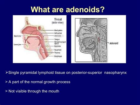 Tonsil And Adenoid Anatomy