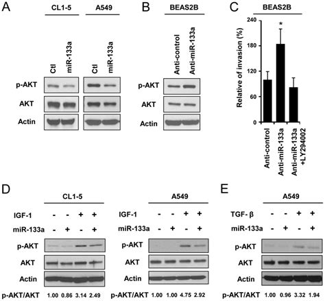 mir 133a modulates akt activation and suppresses igf 1 and download scientific diagram