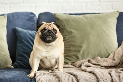 These quintessential family pets are loveable and loyal, with sweet dispositions. Best Short-Haired Dogs for Your Family 2021 | Reader's ...