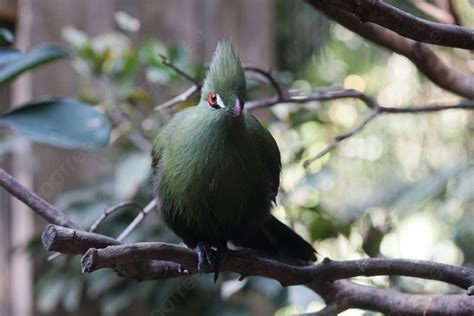 Green Turaco Bird Is Sitting On Tree Branch In Zoo Green Turaco Bird