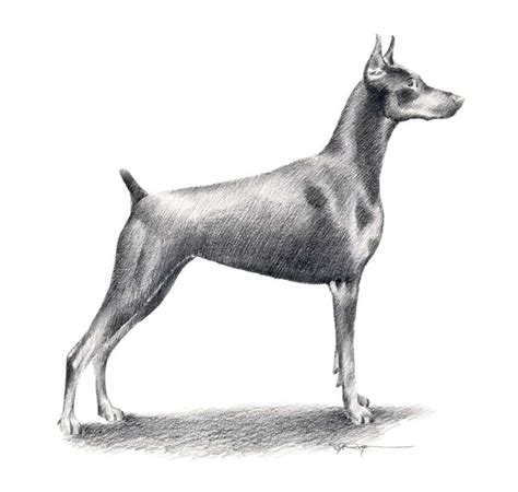 Doberman Pinscher Art Print Pencil Drawing By Artist Dj Rogers Etsy