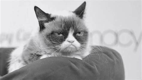 Rip Grumpy Cat Youtube