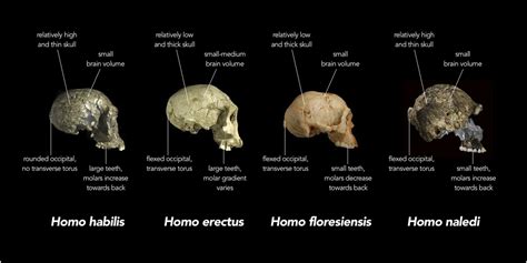 Human Evolution The Many Mysteries Of Homo Naledi Elife