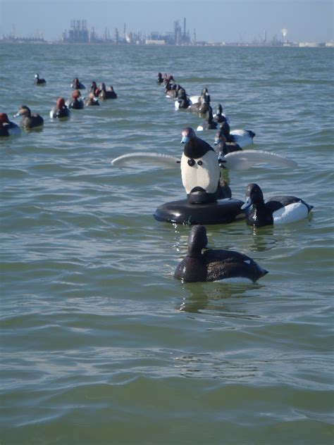 Diving Duck Hunting On The Mississippi Sound Photo By Ca Flickr