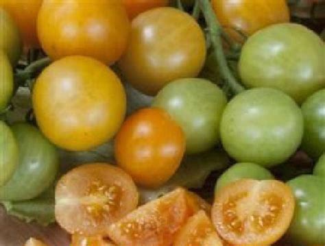 Tomato Orange Berry Cherry Vegetable Seeds Viridis Hortus