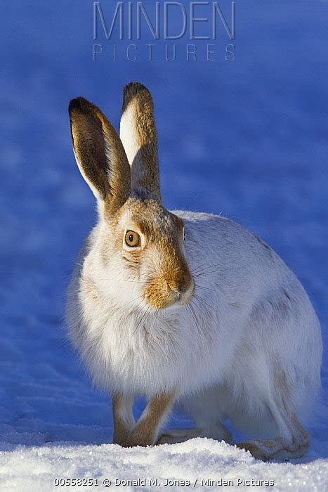 White Tailed Jack Rabbit Stock Photo Minden Pictures