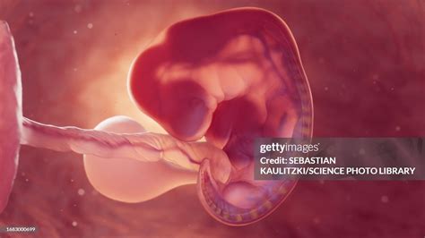 Embryo At 6 Weeks Of Gestation Illustration High Res Vector Graphic