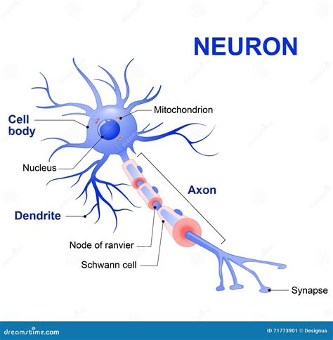 Anatomia Detallada De La Neurona Ilustracion Del Vector Ilustracion Images