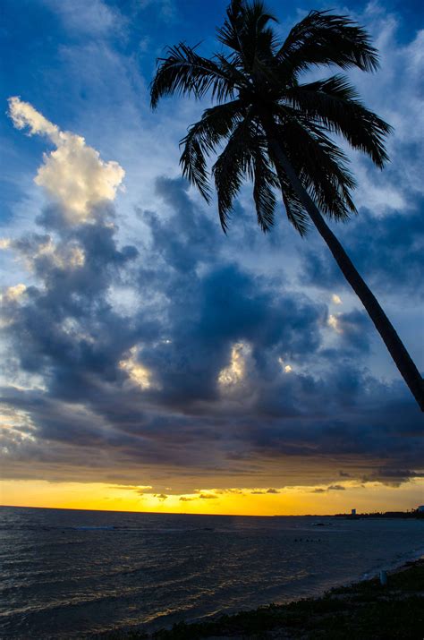 Sunset Landscape And Seascape With Palm Tree In Hawaii
