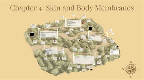 Chapter 4 Skin And Body Membranes By Josh Truax On Prezi Next