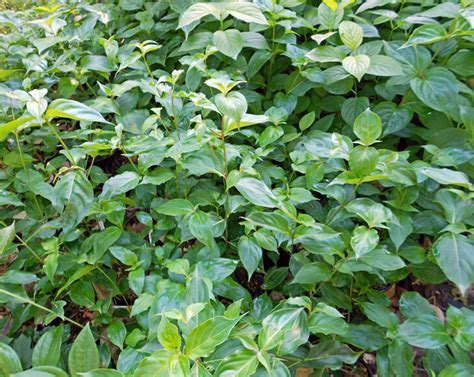 Cornus Kousa Chinensis Fruiting Dogwood For Sale Red Panda Nursery