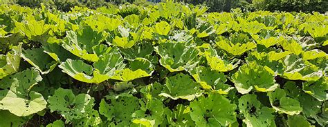 Pestwurz wird eine schmerzstillende, krampflösende und entzündungshemmende wirkung nachgesagt. Pestwurz