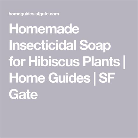 Homemade Insecticidal Soap For Hibiscus Plants Hibiscus