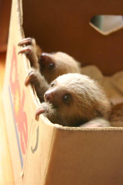 Baby Sloths Animals Photo 33788378 Fanpop
