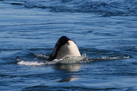 Orcas071908spyhop01 Orcas At East Point Saturna Island Flickr