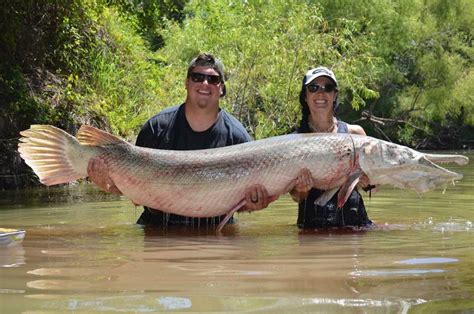 Popular alligator gar fishing charters. HOW TO : Alligator Gar of a Lifetime — with a Bow!