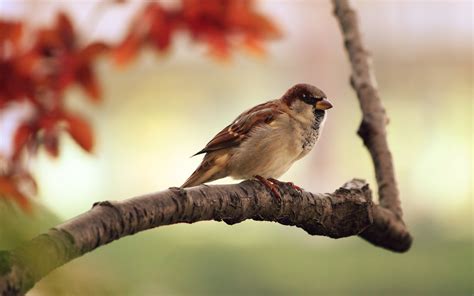 Sparrows Birds Branch Wallpapers Hd Desktop And Mobile