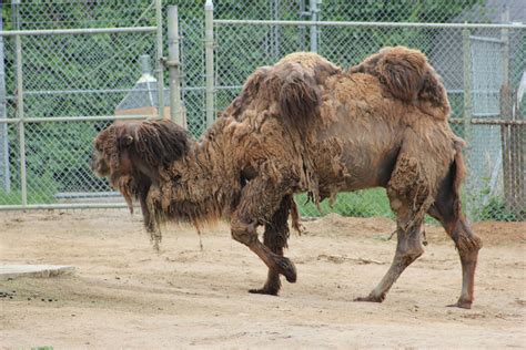 Hairy Camel Big Natural Porn Star