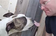 man dog lick nose his he nuts goes making when happy pretends pretended extremely seen pals