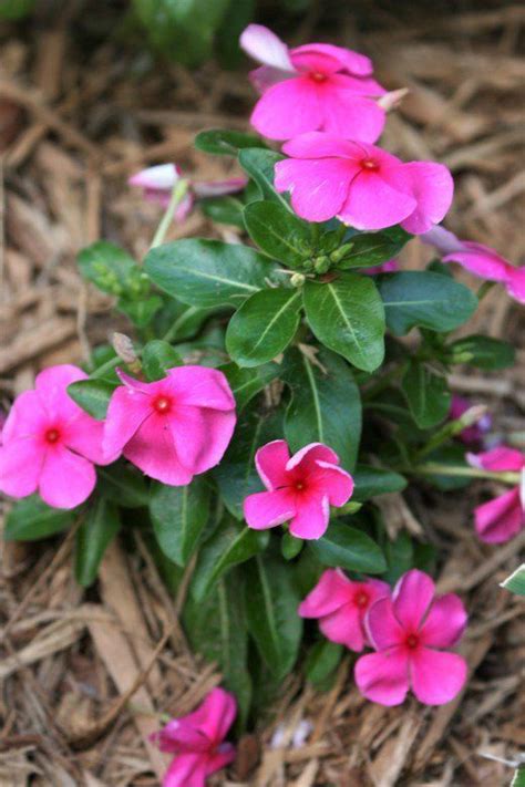 Rosy Periwinkle Catharanthus Roseus Common Garden Plants Florida