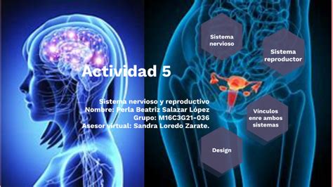 Actividad Integradora Sistema Nervioso Y Reproductor By Perla